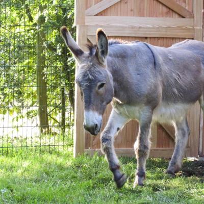 Merlin, un âne à la maison de retraite