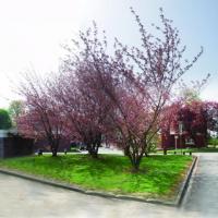 arbres roses en fleur