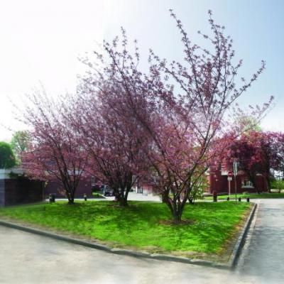 arbres roses en fleur