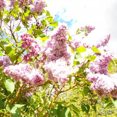 Lilas